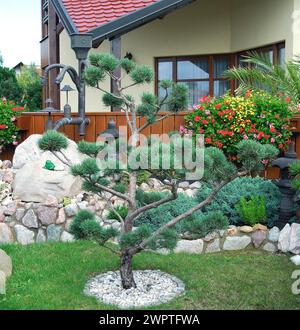 Pinus sylvestris "Watereri", topiario Foto Stock