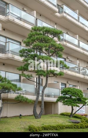 Pino nero giapponese (Pinus thunbergii), baia di Matsushima, Matsushima, Honshu, Giappone Foto Stock