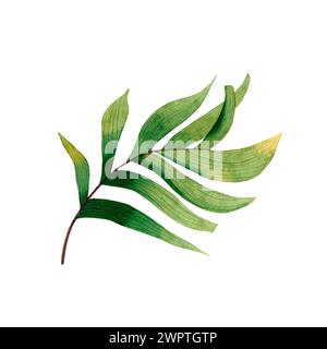 Foglia tropicale dipinta a mano ad acquerello isolata su sfondo bianco. Foto Stock