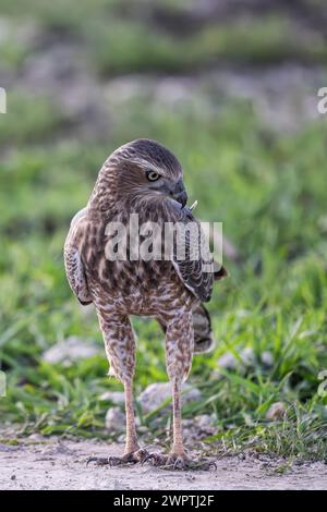 Silver Singing Goshawk, noto anche come pallido Chanting goshawk (Melierax canorus) juvenile, Madikwe Game Reserve, North West Province, Sud Africa, RSA Foto Stock