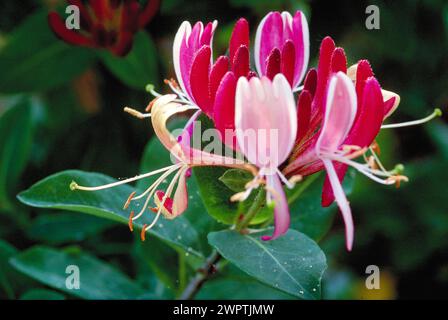 Primo piano di un fiore di caprifoglio rosa e bianco in un ambiente naturale Lonicera caprifolium caprifolium caprifoglio (Caprifoliaceae) Foto Stock