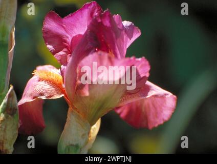 Un luminoso Iris viola-arancione in piena fioritura con dettagli nitidi su sfondo naturale sfocato Iris sibirica Foto Stock