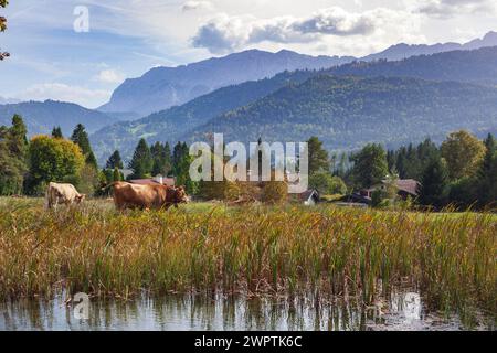 Montagne del Wetterstein con mucche e stagno in autunno, sentiero escursionistico Kramerplateauweg, Garmisch-Partenkirchen, alta Baviera, Baviera, Germania Foto Stock