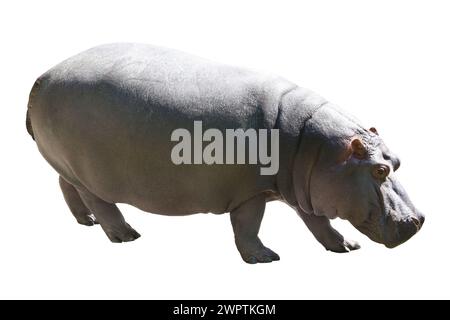 Ippopotamo isolati su sfondo bianco Foto Stock