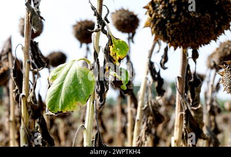 Girasoli secchi in un campo a Schoenwald in Brandeburgo, 16/08/2018 Foto Stock