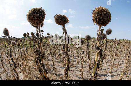 Girasoli secchi in un campo a Schoenwald in Brandeburgo, 16/08/2018 Foto Stock