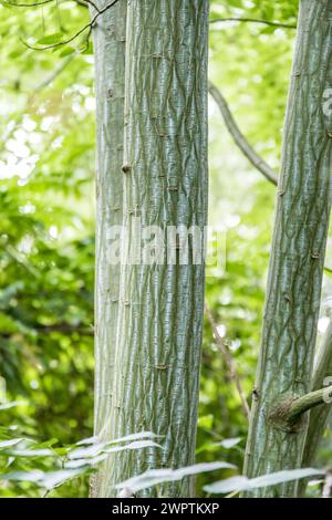 Acero di pere david (Acer davidii), Rotehorn Park, Leitzkau, Sassonia-Anhalt, Germania Foto Stock