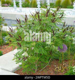 Falso indigo-Bush (Amorpha fruticosa), Ronneburg, 81 Foto Stock