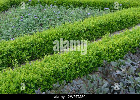 Bosso europeo (Buxus sempervirens 'Suffruticosa'), Muckross House and Gardens, Muckross, Kerry, Repubblica d'Irlanda Foto Stock