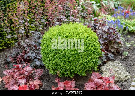 Bosso europeo (Buxus sempervirens 'Suffruticosa'), Laussnitz, Sassonia, Germania Foto Stock