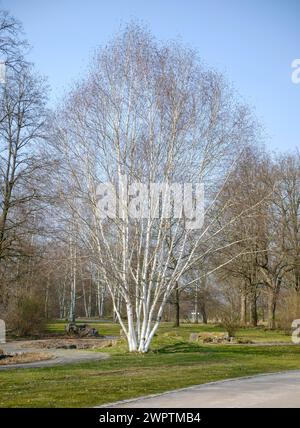 Betulla himalayana dalla corteccia bianca (Betula utilis 'Doorenbos'), Britzer Garten, Berlino, Berlino, Germania Foto Stock