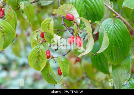 Legno di paglia in fiore americano (Cornus florida), Hoehere Bundeslehr- und Forschungsanstalt fuer Gartenbau, Vienna, Vienna, Austria Foto Stock