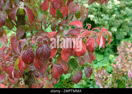 Legno di paglia in fiore americano (Cornus florida), Hoehere Bundeslehr- und Forschungsanstalt fuer Gartenbau, Vienna, Vienna, Austria Foto Stock