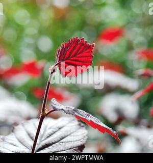 Corylus maxima purpurea "" Foto Stock