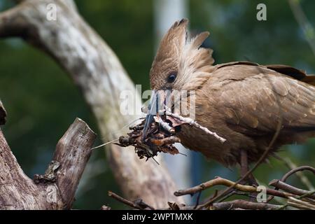 Hamerkop, Scopus umbretta, con Un becco pieno di torsioni che costruisce Un nido con cresta rialzata Foto Stock