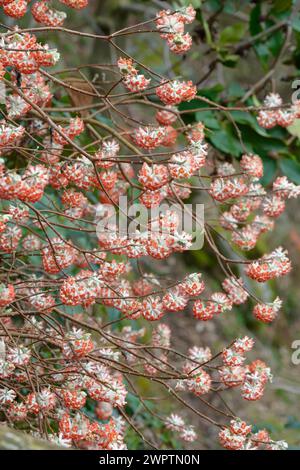 Cespuglio di carta giapponese (Edgeworthia chrysantha 'Akebono'), asilo otto Eisenhut, San Nazarro, Ticino, Svizzera Foto Stock