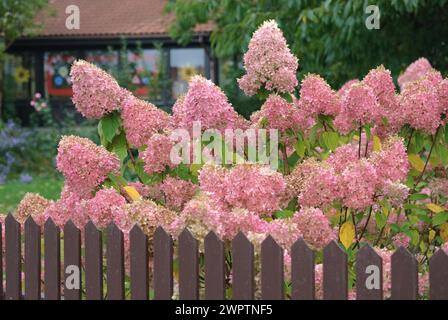 Panicle Hydrangea (Hydrangea paniculata 'Limelight'), Laussnitz, 81 Foto Stock