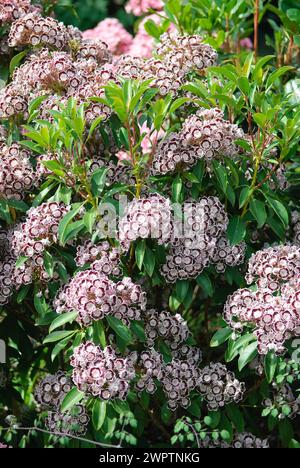 Rosa di alloro (Kalmia latifolia 'Nani'), incrocio tra 'Mitternacht' x 'Ginkona', Krahnenburg, 81 Foto Stock