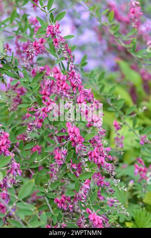 Buschklee (Lespedeza thunbergii), famiglia Merkel, Veitshoechheim, Baviera, Germania Foto Stock