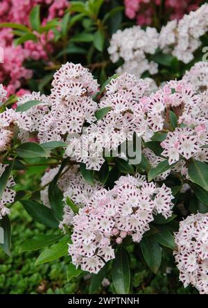 Rosa di alloro (Kalmia latifolia 'Marienkaefer'), 'Shooting Star' x 'Lady Bird', Krahnenburg, 81 Foto Stock