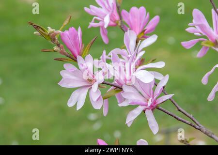 Magnolia x loebneri 'Leonard Messel', Arboretum Woislowitz, Niemcza, bassa Slesia, Polonia Foto Stock