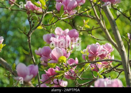 Tulip magnolia (Magnolia soulangeana 'Lennei'), 81 Foto Stock