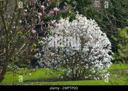 Star magnolia (Magnolia loebneri 'Encore'), Giardino Botanico di Christiansberg, Luckow, 81 Foto Stock