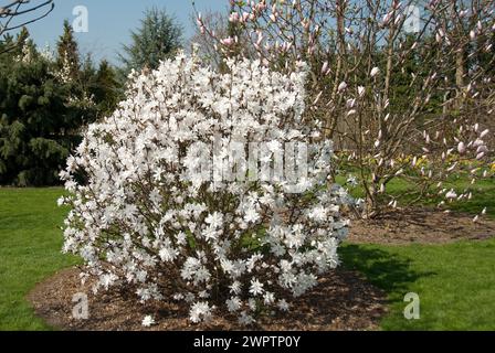 Star magnolia (Magnolia loebneri 'Encore'), Giardino Botanico di Christiansberg, Luckow, 81 Foto Stock