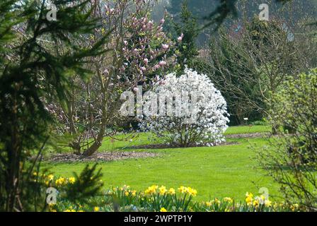 Star magnolia (Magnolia loebneri 'Encore'), Giardino Botanico di Christiansberg, Luckow, 81 Foto Stock