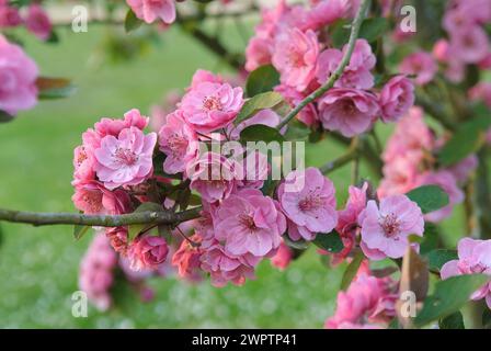 Mela ornamentale (Malus 'Brandy Magic'), Park der Gaerten, Bad Zwischenahn, 81 Foto Stock