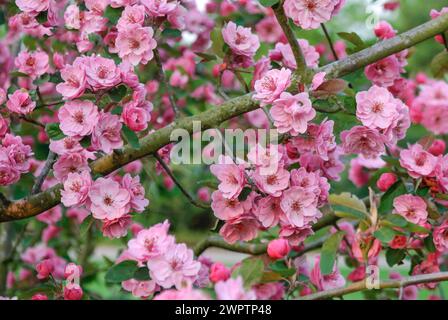 Mela ornamentale (Malus 'Brandy Magic'), Park der Gaerten, Bad Zwischenahn, bassa Sassonia, Germania Foto Stock