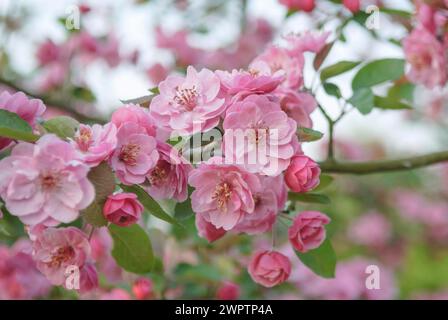 Mela ornamentale (Malus 'Brandy Magic'), Park der Gaerten, Bad Zwischenahn, bassa Sassonia, Germania Foto Stock