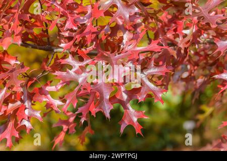 Quercia scarlatta (Quercus coccinea), Parco forestale di Tharandt, Tharandt, Sassonia, Germania Foto Stock