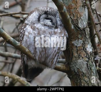 Gufo boreale Aegolius funereus seduto su un ramo a occhi chiusi Foto Stock