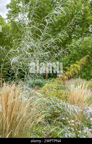 Salice coyote (Salix exigua) (Molinia caerulea 'Overdam'), Ebert-Park, Ludwigshafen, Renania-Palatinato, Germania Foto Stock