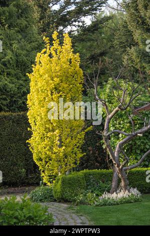 Olmo d'oro (Ulmus x hollandica 'Wredei'), an den Dorfwiesen 9, Sassonia, Germania Foto Stock