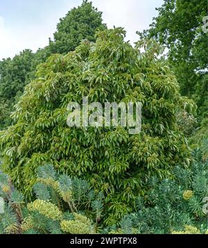 Albero della ruota (Trochodendron aralioides), Hillier Arboretum, Romsey, Inghilterra, Gran Bretagna Foto Stock