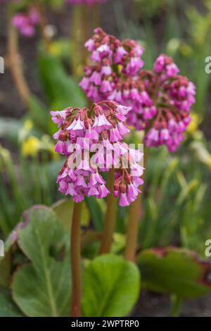 Bergenia cordifolia 'Eroica', Giardino Botanico di Cambridge, Germania Foto Stock