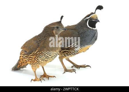 California Quail su sfondo bianco Foto Stock