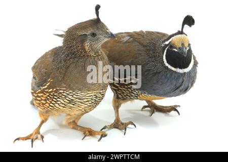 California Quail su sfondo bianco Foto Stock