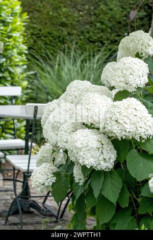 Ortensie da palla di neve (Hydrangea arborescens STRONG ANNABELLE), Giardino Botanico di Cambridge, Germania Foto Stock