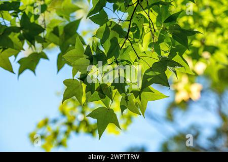 Albero d'ambra di Formosa (Liquidambar formosana), Giardino Botanico di Cambridge, Giappone Foto Stock