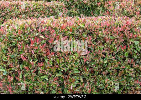 MARMO ROSA Photinia x fraseri, Cambridge Botanical Garden, Germania Foto Stock