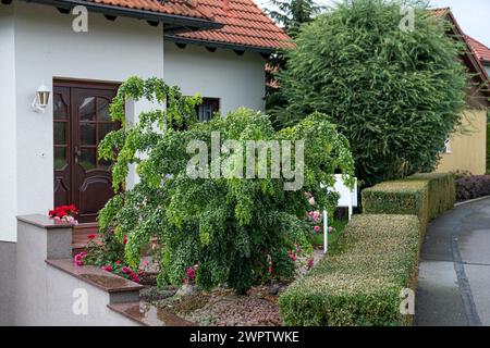 Cavatappi robinia (Robinia pseudoacacia TWISTY BABY), Giardino Botanico di Cambridge, Germania Foto Stock