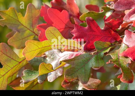 Post Oak (Quercus stellata), Cambridge Botanical Garden, Germania Foto Stock