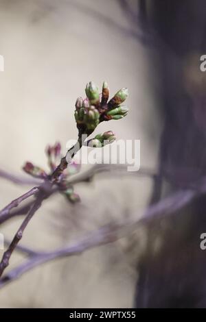 Washington, DC, USA. 8 marzo 2024. I fiori di ciliegio fioriscono per mettere in scena 3 fioretti l'8 marzo 2024. Crediti: Mi34/Media Punch/Alamy Live News Foto Stock