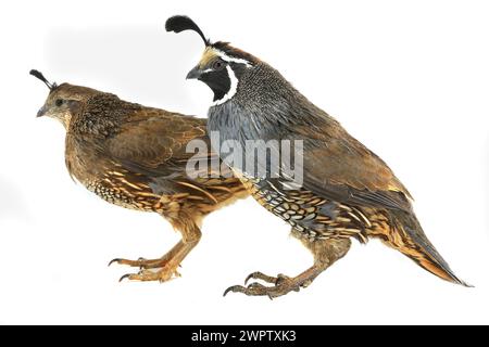 California Quail su sfondo bianco Foto Stock