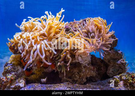 Anemoni di mare in un acquario a città del Capo, Sud Africa Foto Stock