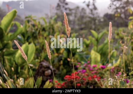 Quattro punte d'erba illuminate dalla luce del tramonto, in un giardino nelle montagne andine orientali della Colombia centrale. Foto Stock