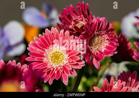 Un primo piano di graziose margherite gerbera al sole estivo Foto Stock